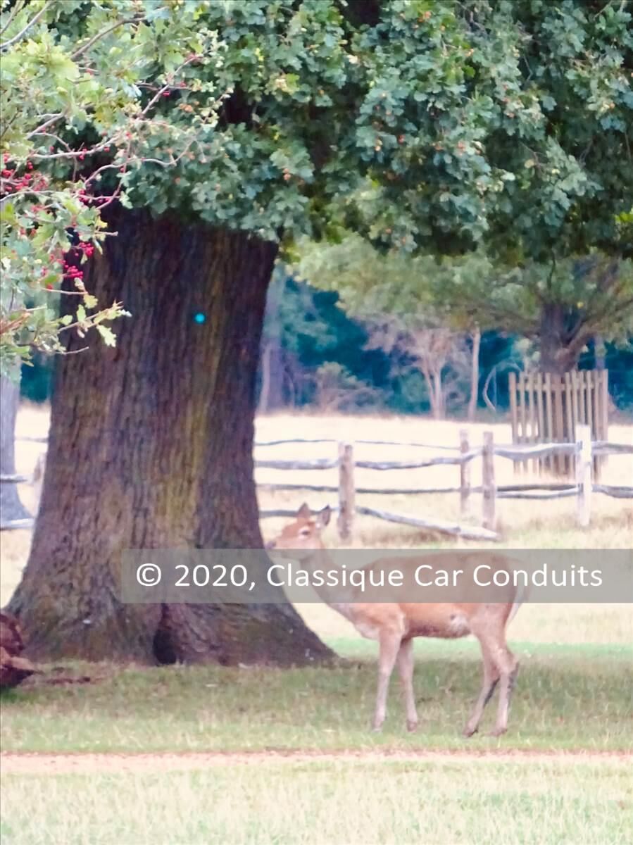 Bushy Park deer, near Hampton Court